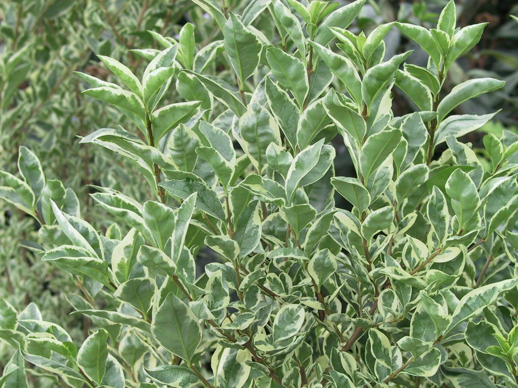 Ligustrum ovalifolium Variegatum.jpg
